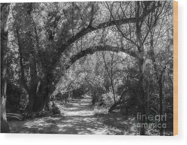 Arizona Wood Print featuring the photograph A Path Through the Forest in Black and White by Kathy McClure