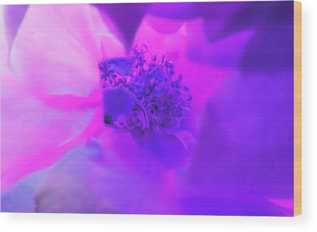Colorful Roses Wood Print featuring the photograph A Vision in Purple - Floral Photographic Art - Roses From Our Gardens by Brooks Garten Hauschild