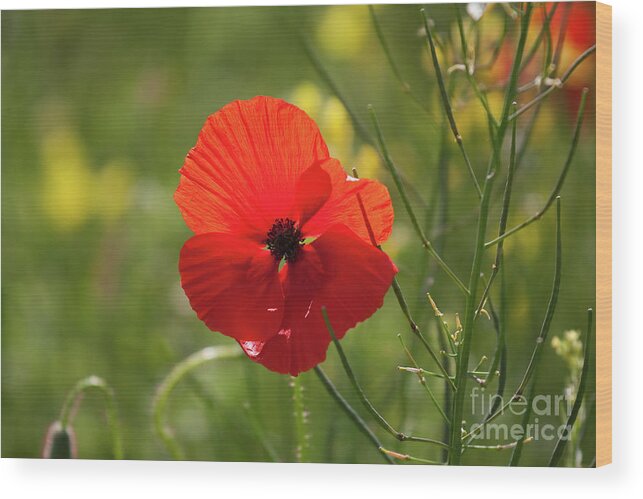 Uk Wood Print featuring the photograph A Single Poppy, Yorkshire by Tom Holmes Photography