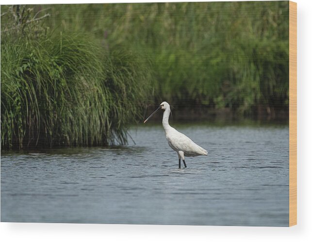 Aves Wood Print featuring the photograph A spoonbill standing in a river in Briere Nature Park by Stefan Rotter