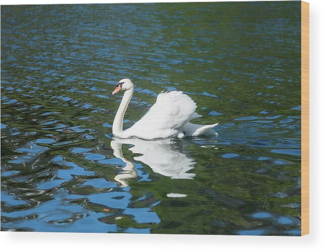 Swan Wood Print featuring the photograph A swan in a lake by Aarthi Arunkumar