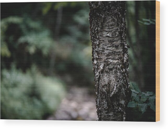 Photography Wood Print featuring the photograph A Tree Along the Trail by Evan Foster