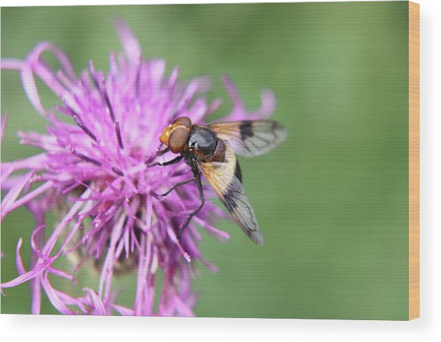 Volucella Pellucens Wood Print featuring the photograph A Volucella pellucens pollinating red clover by Vaclav Sonnek