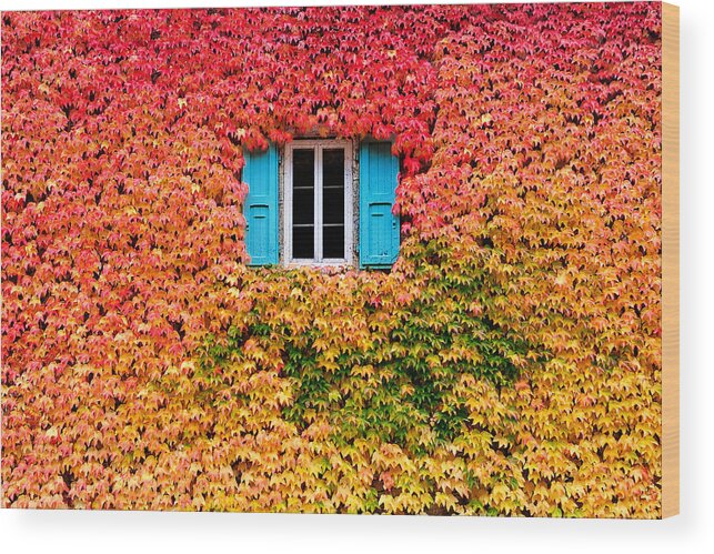 Outdoors Wood Print featuring the photograph A wall of fall by Eric Forey - Kala Photographie