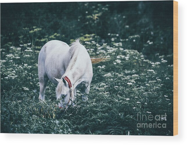 Horse Wood Print featuring the photograph A white horse grazes on a meadow II by Dimitar Hristov