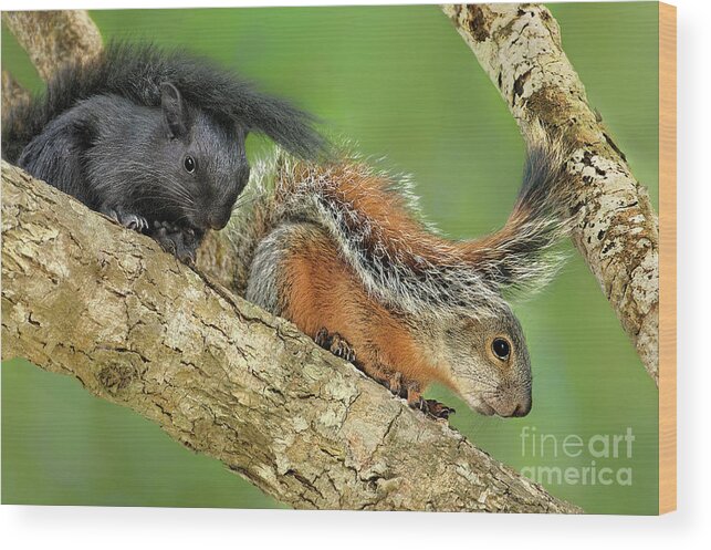 Dave Welling Wood Print featuring the photograph A Wild Pair Of Red-bellied Squirrels In Mexico by Dave Welling