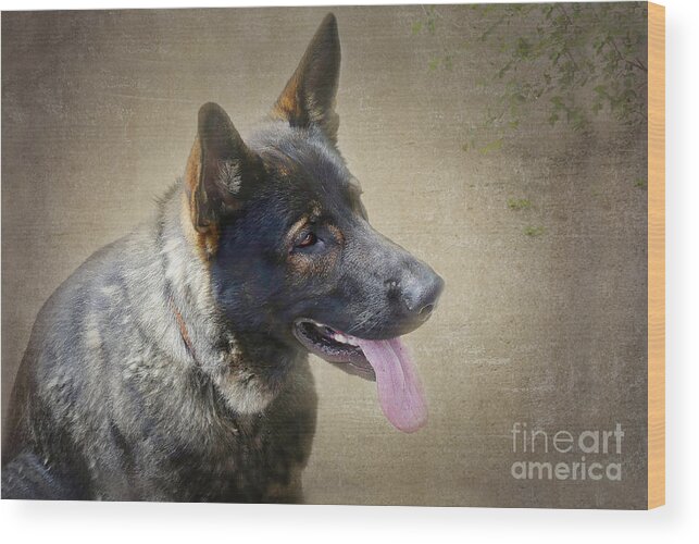 German Shepherd Wood Print featuring the photograph Absolute Loyalty by Amy Dundon