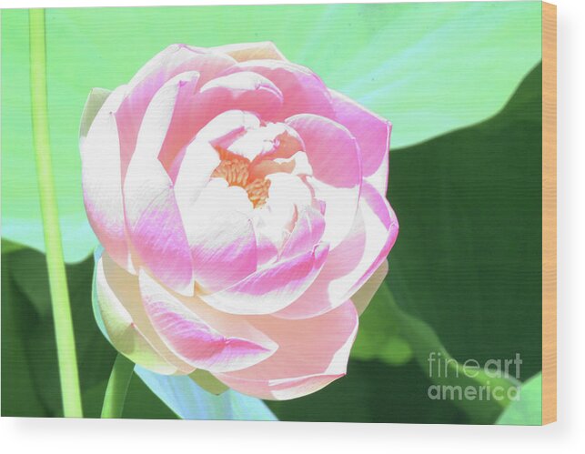 Lotus; Lotus Blossom; Water Lily; Water Lilies; Lily; Lilies; Flowers; Flower; Floral; Flora; White; White Water Lily; White Flowers; Green; Pink; Digital Art; Photography; Painting; Simple; Decorative; Décor; Abstract; Close-up Wood Print featuring the photograph Abstract Lotus Blossom #2 by Tina Uihlein