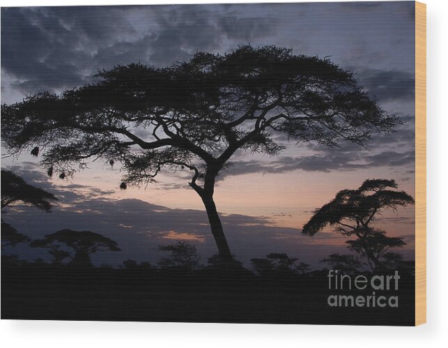 Acacia Wood Print featuring the photograph Acacia Trees Sunset by Chris Scroggins