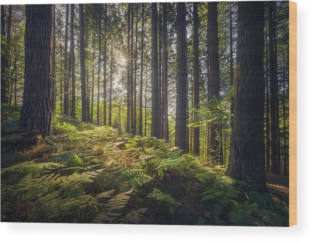 Forest Wood Print featuring the photograph Acquerino nature reserve forest. Trees and ferns in the morning. by Stefano Orazzini