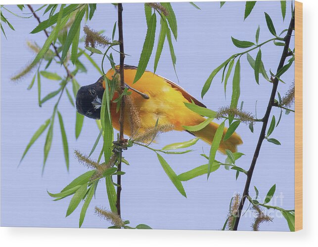 Baltimore Oriole Wood Print featuring the photograph Oriole Acrobat by Chris Scroggins