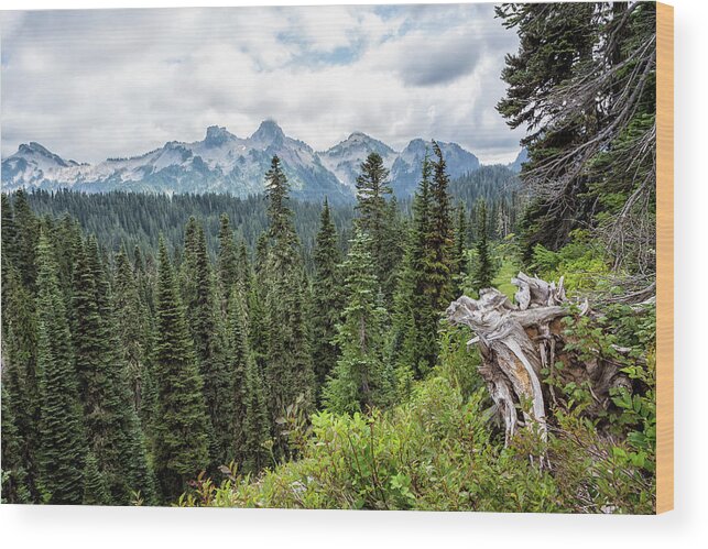 Tatoosh Range Wood Print featuring the photograph Across the Trees to the Tatoosh Range by Belinda Greb