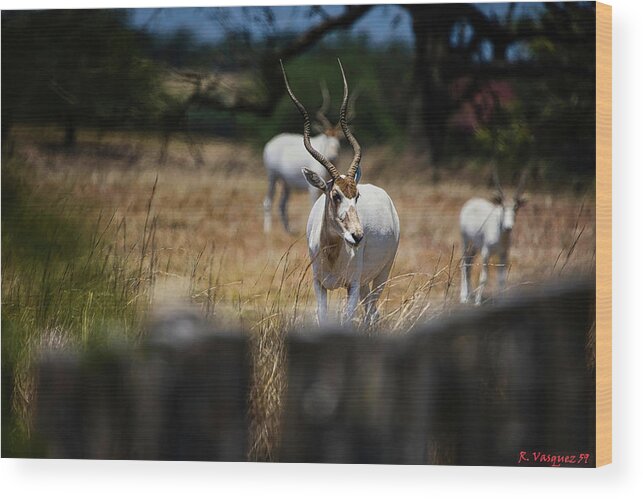 Addax Wood Print featuring the photograph Addax Antelope by Rene Vasquez