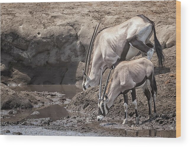 Oryx Wood Print featuring the photograph Adult and Juvenile Oryx by Belinda Greb