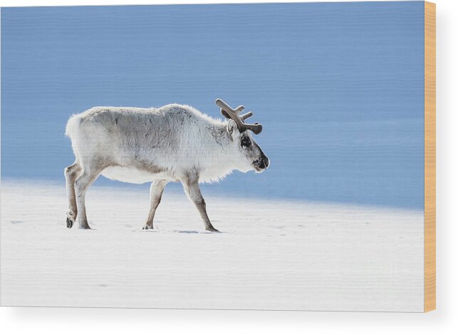 Adult Wood Print featuring the photograph Adult reindeer, side profile, Svalbard by Jane Rix