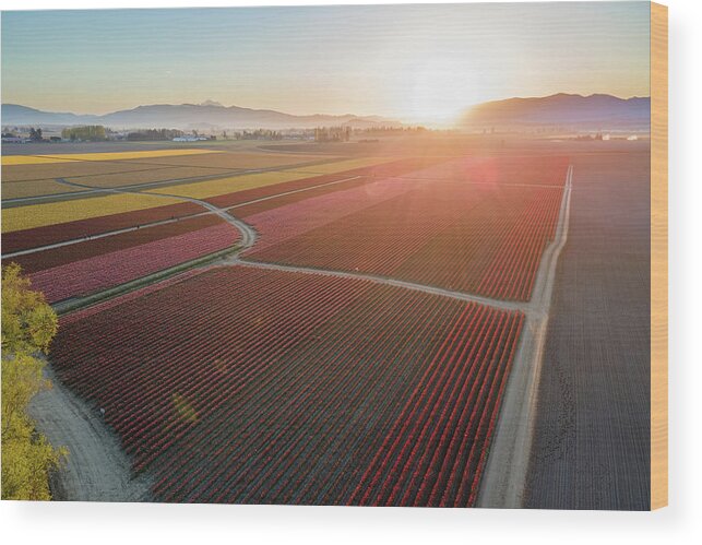 Skagit Wood Print featuring the photograph Aerial Tulips1 by Michael Rauwolf