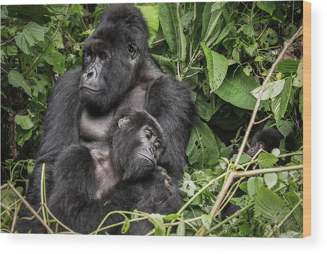 Africa Wood Print featuring the photograph Affection, Mountain Gorillas by Brooke Reynolds