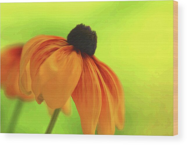 Daisy Wood Print featuring the photograph African Daisy by Kathy Paynter