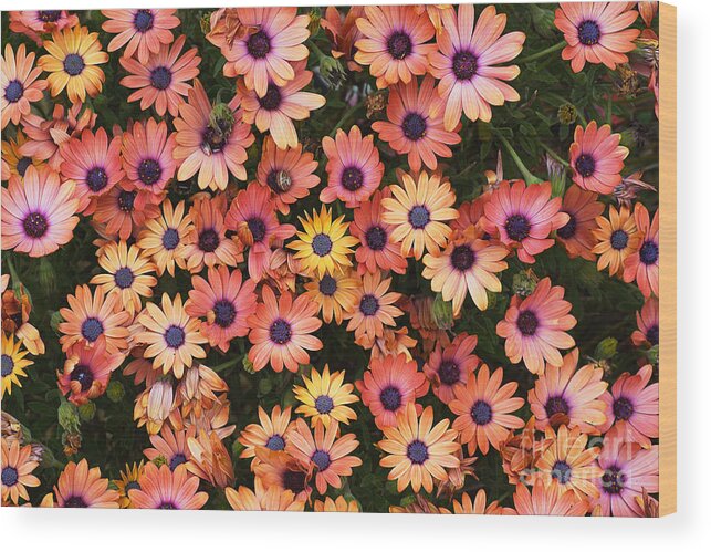 Osteospermum Wood Print featuring the photograph African Daisy Zion Red Display by Joy Watson