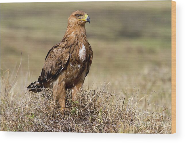 Bird Wood Print featuring the photograph African Tawny Eagle by Chris Scroggins