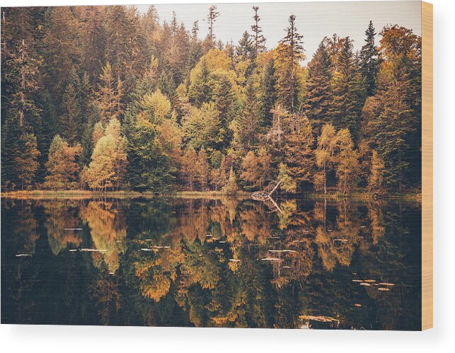 Forest Wood Print featuring the photograph Aged Fall by Philippe Sainte-Laudy