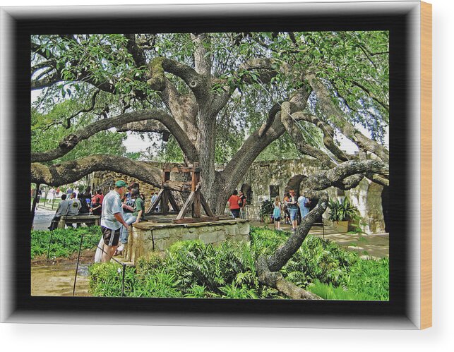 Alamo Wood Print featuring the photograph Alamo Heritage Tree by Richard Risely