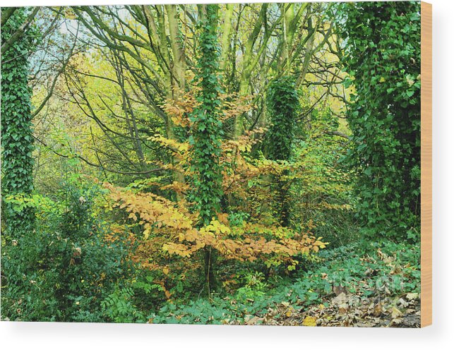 Alkington Woods Wood Print featuring the photograph Alkrington Woods Autumn 2020 by Pics By Tony