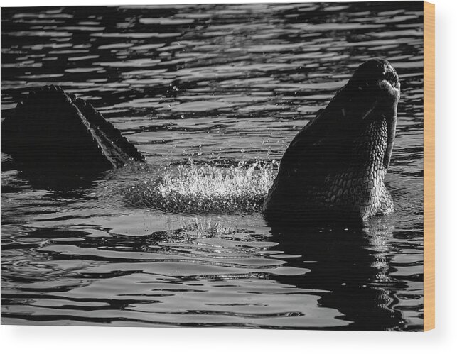 Black Wood Print featuring the photograph Alligator Bellow in Black and White by Carolyn Hutchins