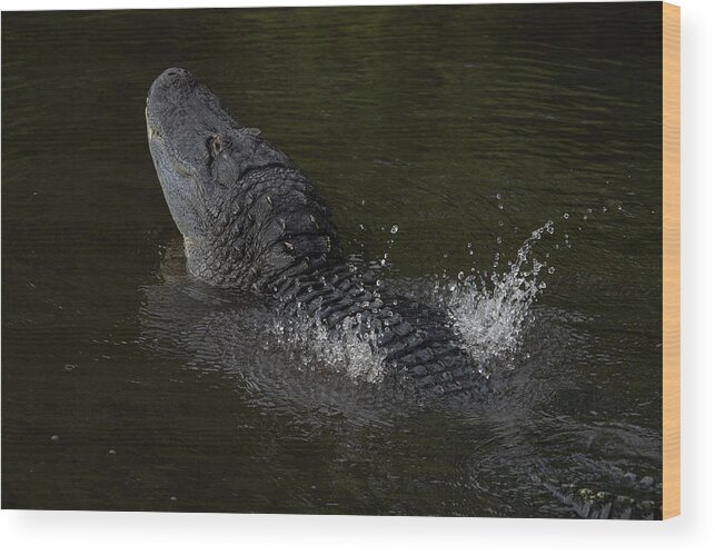 Alligator Wood Print featuring the photograph Alligator Bellowing by Carolyn Hutchins