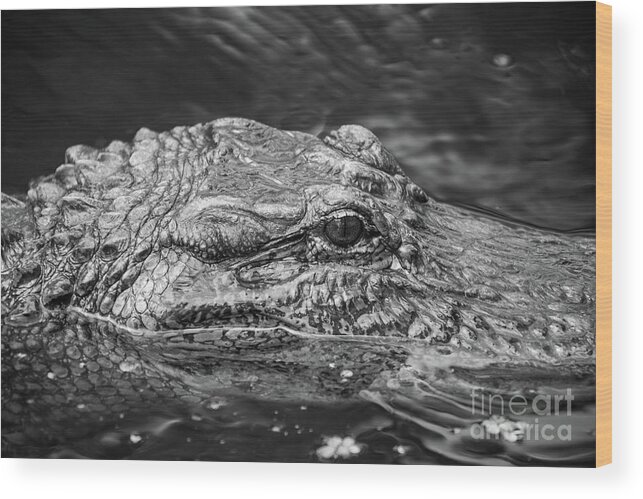 Alligator Wood Print featuring the photograph Alligator Eye by Kimberly Blom-Roemer