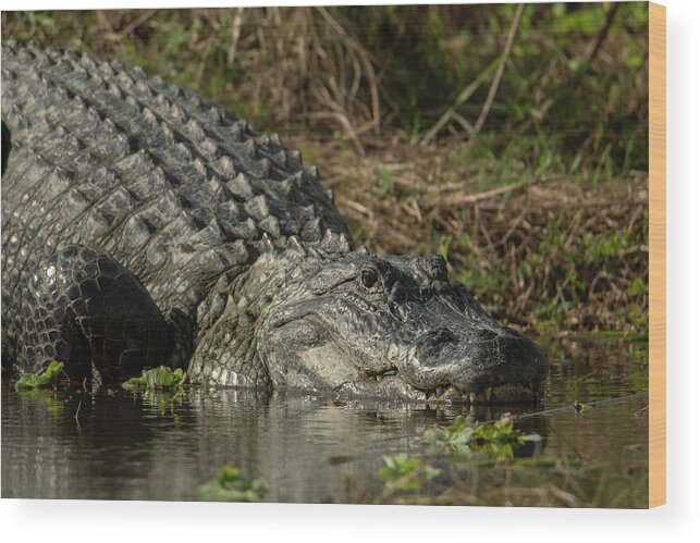 Alligator Wood Print featuring the photograph Alligator Resting by Carolyn Hutchins