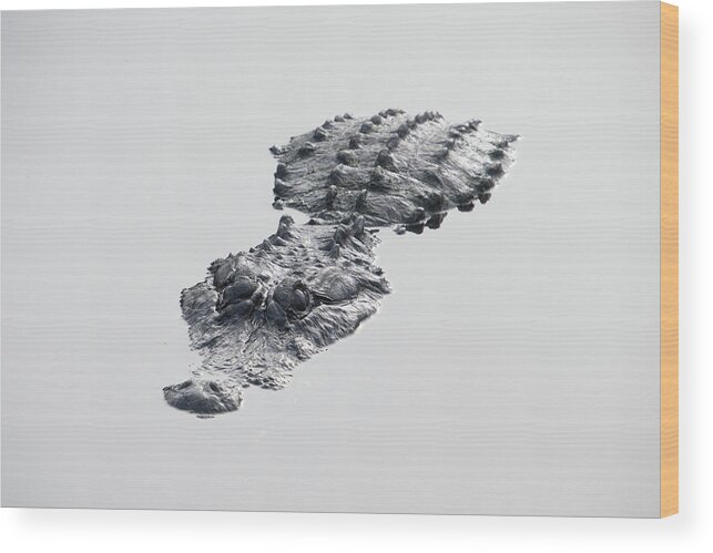 Alligator Wood Print featuring the photograph Alligator Still Water by Carolyn Hutchins