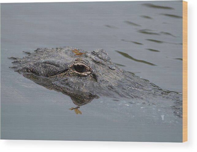 Alligator Wood Print featuring the photograph Alligator with Dragonfly by Carolyn Hutchins