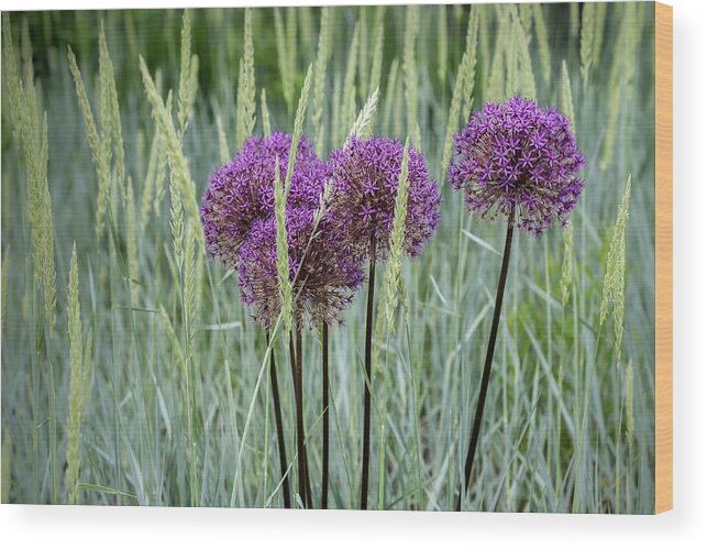 Dow Gardens Wood Print featuring the photograph Allium in the Weeds by Robert Carter