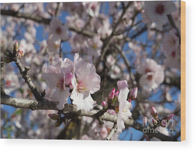 Spring Wood Print featuring the photograph Almond Blossom 4 by Adriana Mueller
