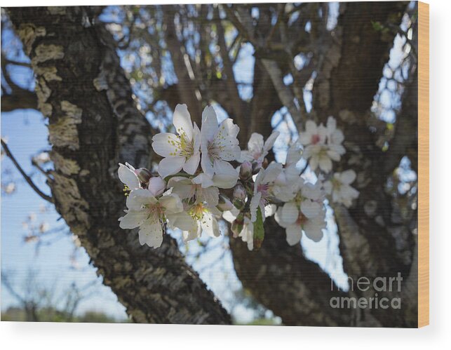 Almond Blossom Wood Print featuring the photograph White flowers in the penumbra of the almond tree by Adriana Mueller