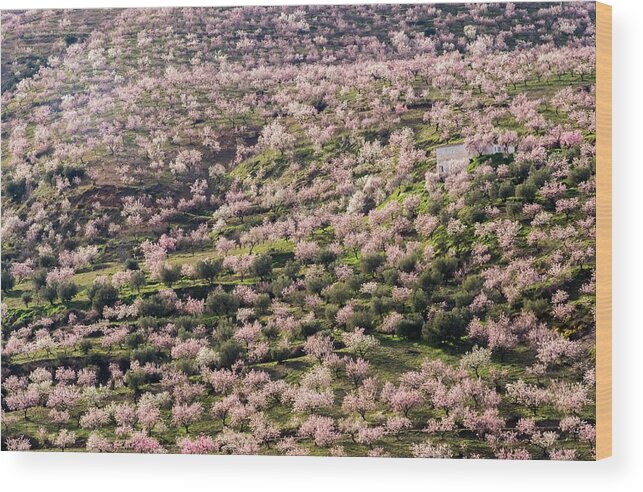 Spain Wood Print featuring the photograph Almond Blossom, Andalusia, Spain by Sarah Howard
