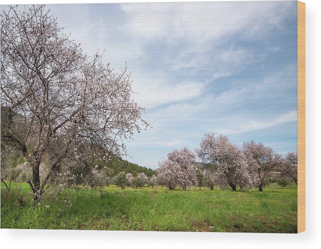 Spring Wood Print featuring the photograph Almond trees bloom in spring against blue sky. by Michalakis Ppalis