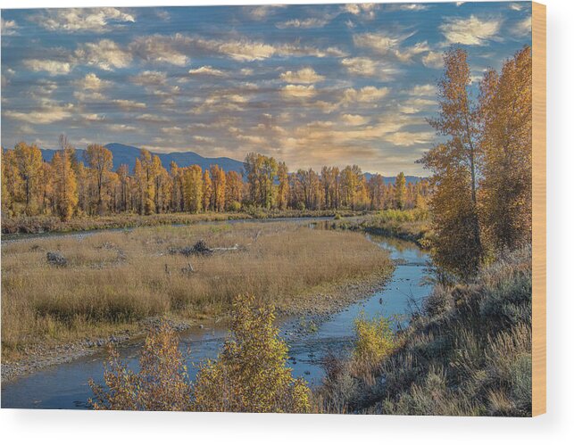  Wood Print featuring the photograph Along the Gros Ventre River in Autumn by Marcy Wielfaert