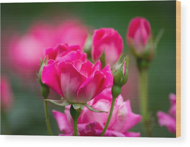 Pink Wood Print featuring the photograph Always Comes Back to Pink by Linda Bonaccorsi