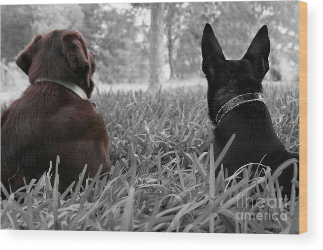 Dogs Wood Print featuring the photograph Always waiting for you by Renee Spade Photography