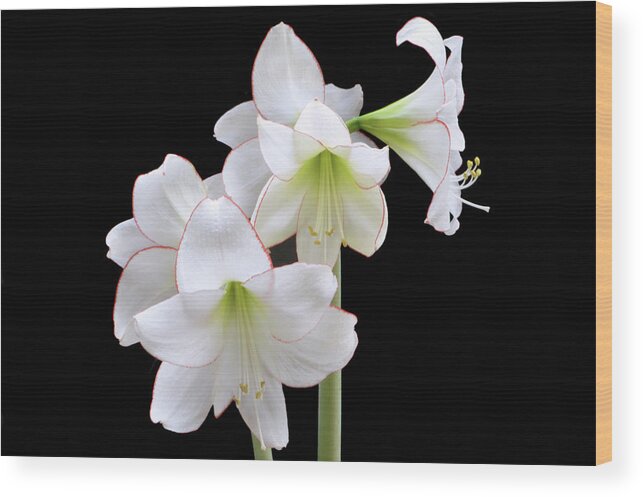 Amaryllis Wood Print featuring the photograph Amaryllis Picotee by Terence Davis