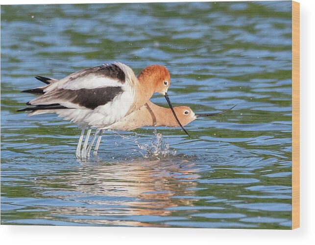 American Avocets Wood Print featuring the photograph American Avocets 3155-040822-2 by Tam Ryan