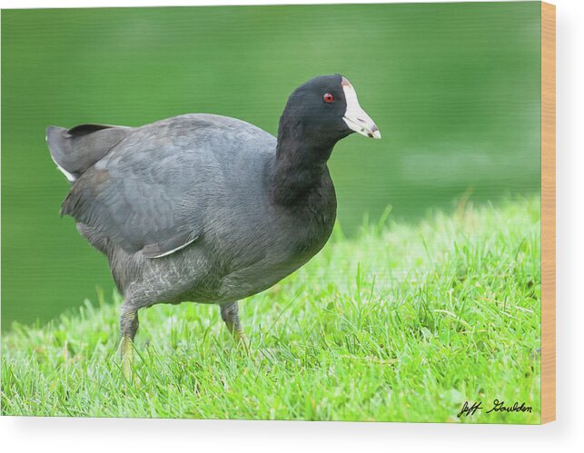 Adult Wood Print featuring the photograph American Coot Grazing in the Grass by Jeff Goulden