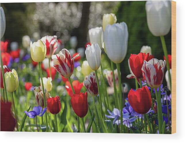 Tulips Wood Print featuring the photograph American Garden by Lara Morrison