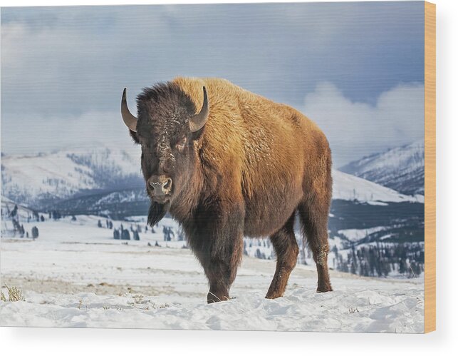 Bison Wood Print featuring the photograph American Icon by Jack Bell