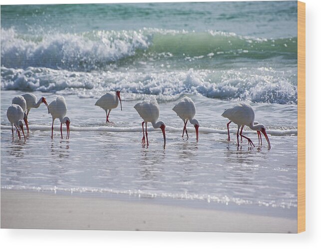 american white ibis on the beer can island longboat key florida pecking toby mcguire