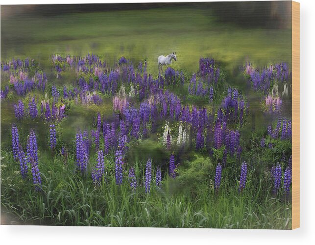 White Wood Print featuring the photograph An Arabian Dream in a Field of Lupine by Wayne King