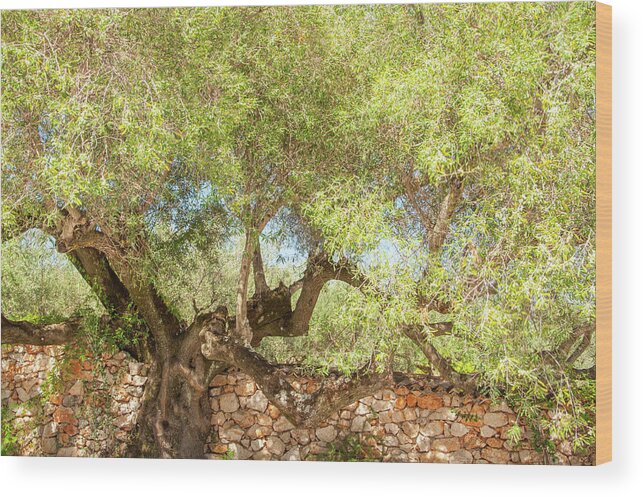 Green Olive Tree Wood Print featuring the photograph Ancient Majesty by Rob Hemphill