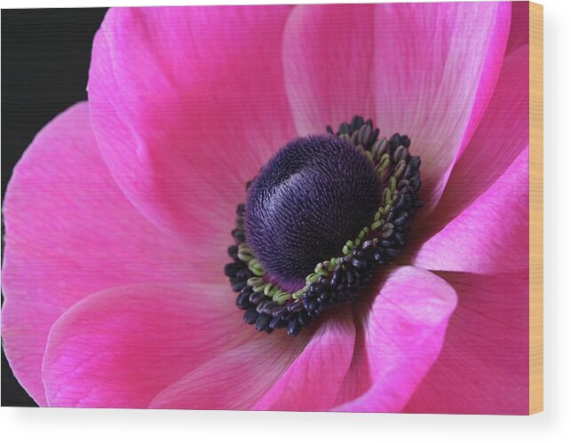 Macro Wood Print featuring the photograph Anemone Pink by Julie Powell